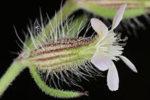 Silene gallica