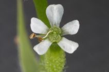 Torilis arvensis
