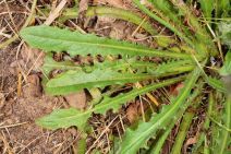 Hypochaeris radicata