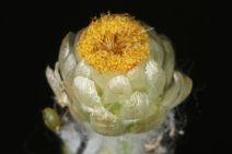 Pseudognaphalium stramineum