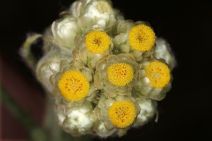 Pseudognaphalium stramineum