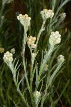 Pseudognaphalium stramineum