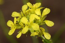 Hirschfeldia incana