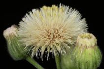 Erigeron bonariensis