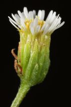 Erigeron canadensis