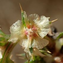 Salsola tragus