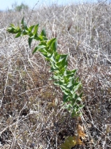 Linaria dalmatica ssp. dalmatica
