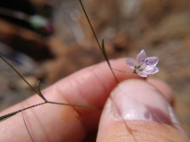 Hesperolinon spergulinum