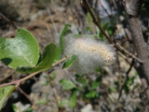 Salix breweri