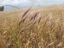 Elymus multisetus