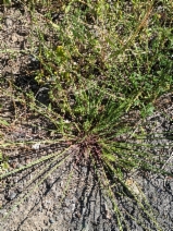 Linum perenne