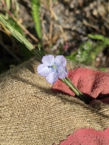 Linum perenne
