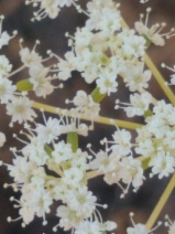 Perideridia oregana