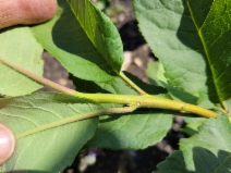 Prunus virginiana