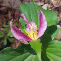 Trillium ovatum ssp. ovatum