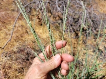 Elymus glaucus ssp. glaucus