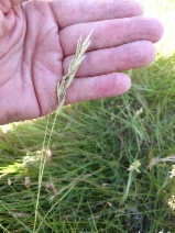 Glyceria declinata