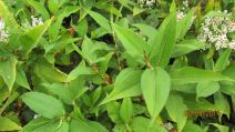 Persicaria wallichii