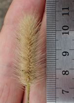 Setaria viridis