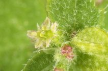 Bowlesia incana