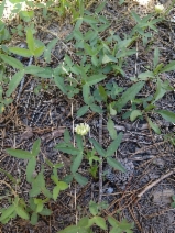 Trifolium longipes ssp. hansenii