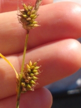 Carex serratodens