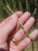 Elymus trachycaulus