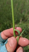 Phleum pratense