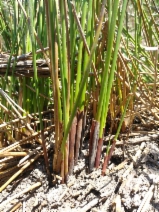 Juncus effusus