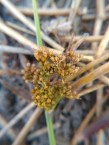 Juncus effusus ssp. pacificus