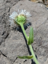 Erigeron philadelphicus var. philadelphicus