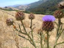 Cynara cardunculus
