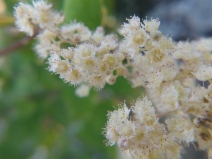 Holodiscus discolor var. discolor