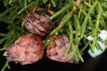 Juniperus californica