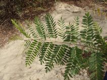 Robinia pseudoacacia