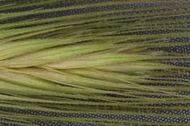 Hordeum murinum