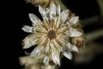 Pseudognaphalium ramosissimum