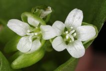 Claytonia parviflora ssp. parviflora