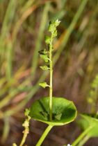 Claytonia parviflora ssp. parviflora
