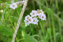 Phacelia bolanderi