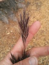 Bromus madritensis ssp. rubens