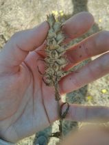 Bellardia trixago