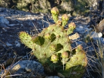 Opuntia phaeacantha