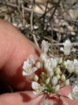 Allium jepsonii
