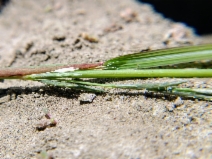 Leptochloa fusca ssp. fascicularis