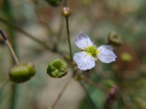 Alisma lanceolatum