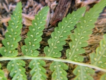 Athyrium filix-femina