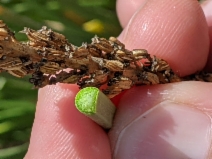 Triglochin concinna var. concinna