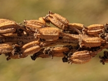 Triglochin concinna var. concinna