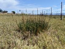 Triglochin concinna var. concinna